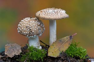 panther cap mushroom