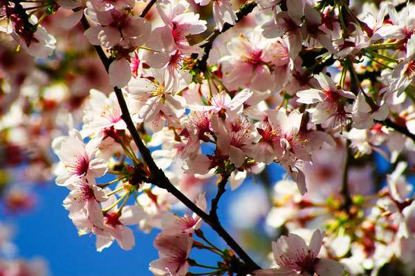 Flower. Fruit tree. Cherry. Cherry tree. Cherry blossom. Spring. Close-up of cherry blossoms in bloom.