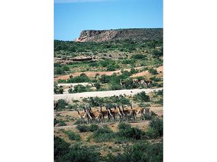 guanacos