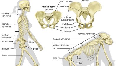 skeletons of humans and gorillas compared