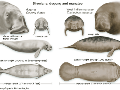 Features of dugongs and manatees compared.