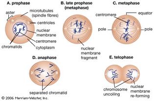 stages of mitosis