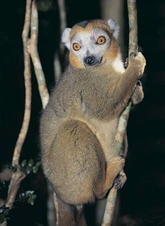 crowned lemur