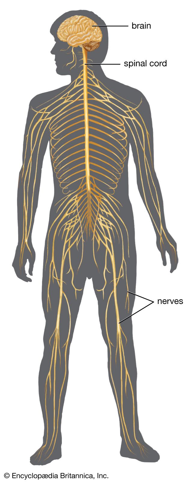 nervous system