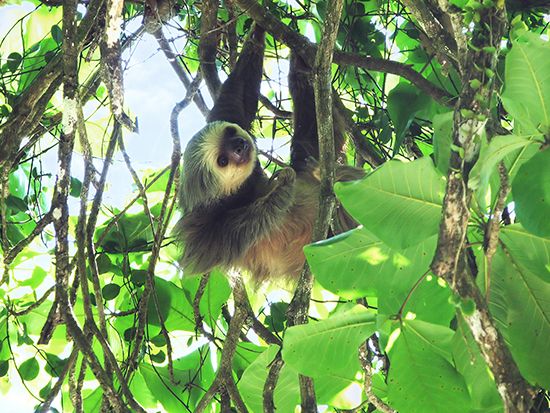 Hoffmann's two-toed sloth