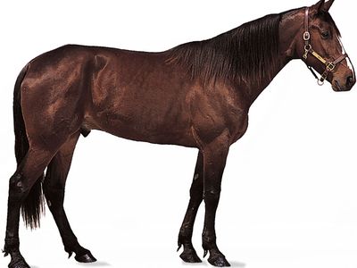 Standardbred gelding