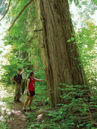 Western red cedar