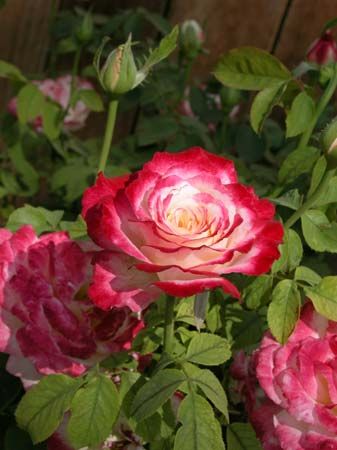 hybrid tea rose