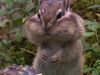 How Siberian chipmunks prepare for winter