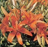 Lilium umbellatum.