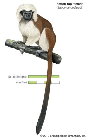 cotton-top tamarin (Saguinus oedipus)