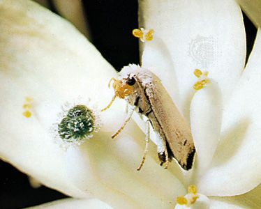 Female yucca moth depositing eggs