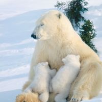 polar bear and cubs