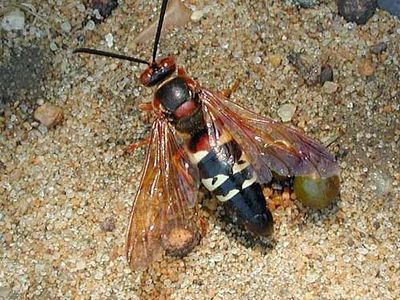 cicada-killer wasp