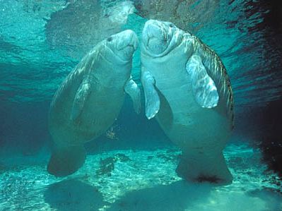 West Indian manatees (Trichechus manatus)