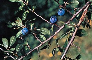 Blackthorn (Prunus spinosa)