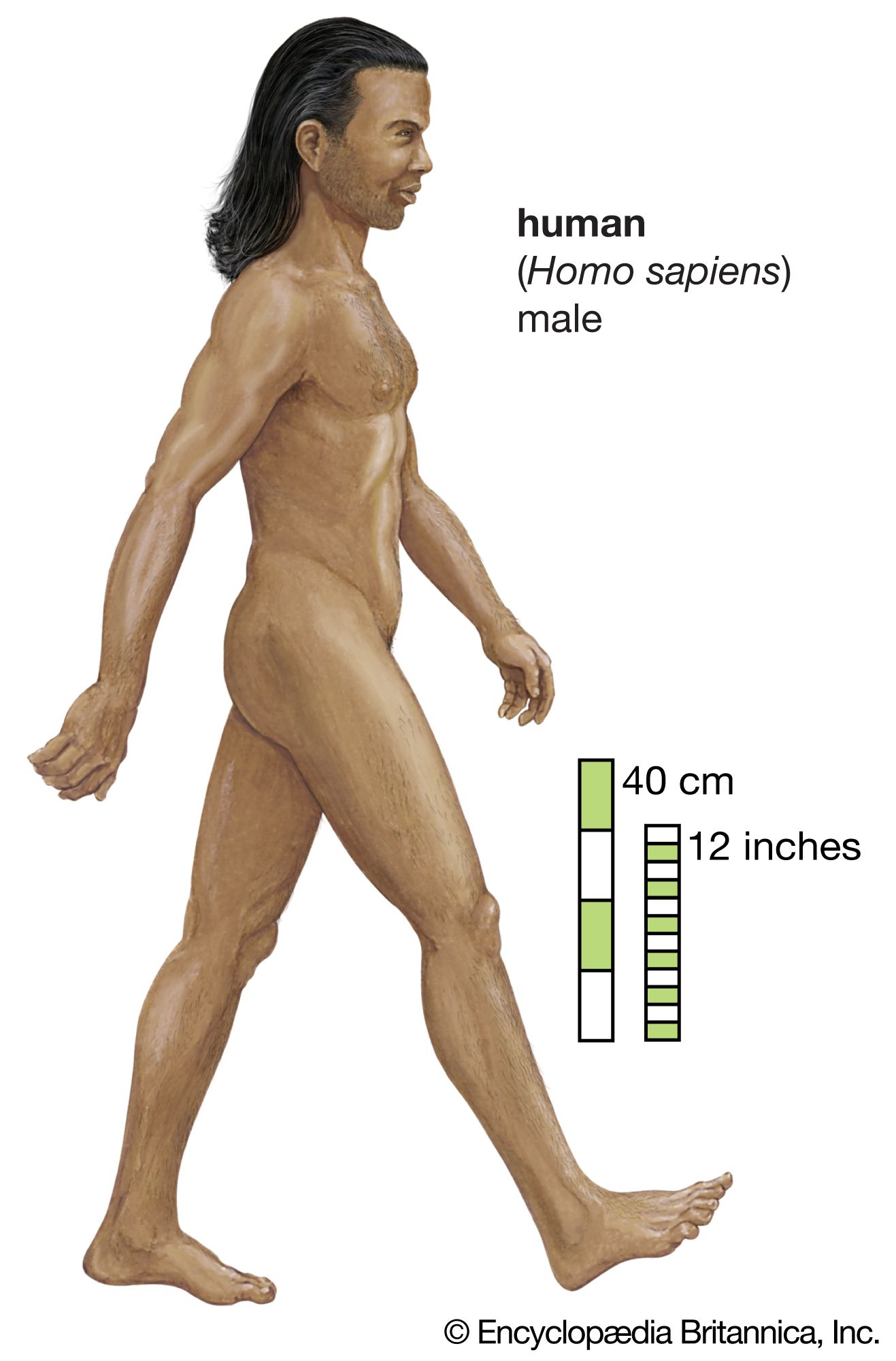 human being (Homo sapiens)