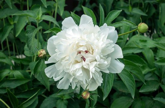 European common peony