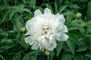 European common peony