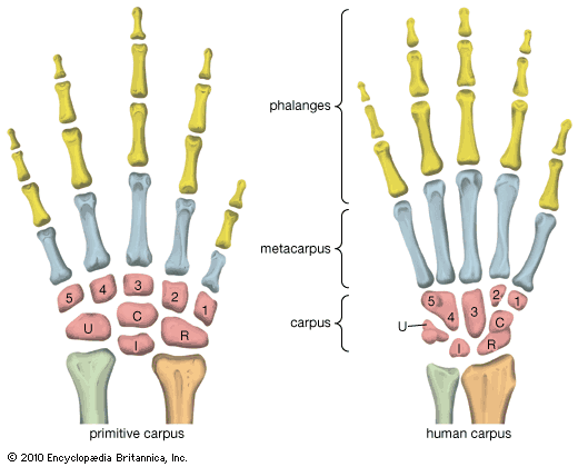 carpal bones