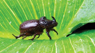 European rhinoceros beetle