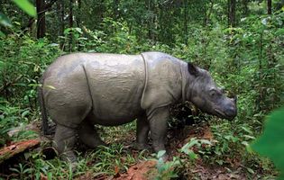 Sumatran rhinoceros