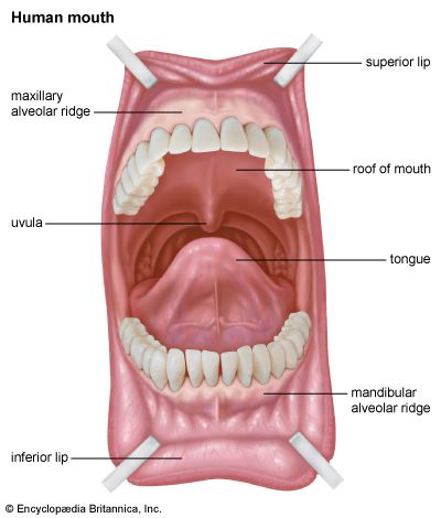 alveolar ridge; human mouth