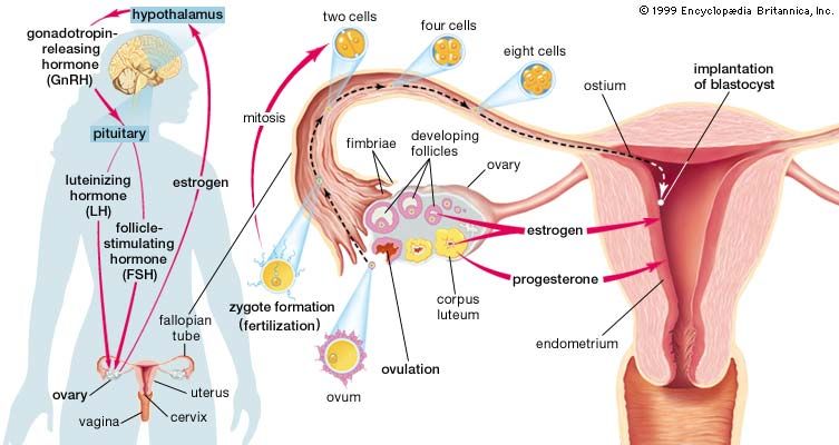 human reproductive system