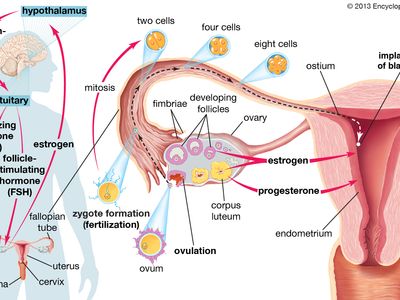 human ovaries