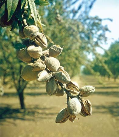 almond fruits