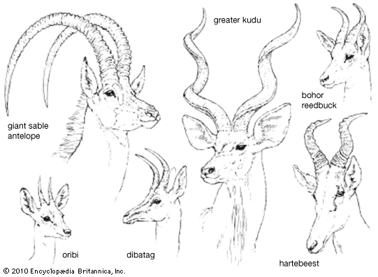 horn lengths and configurations