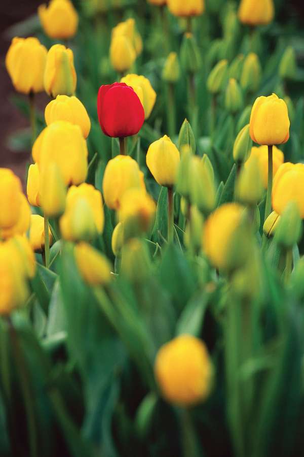 Red tulip among yellow tulips, Mount Vernon, Washington.