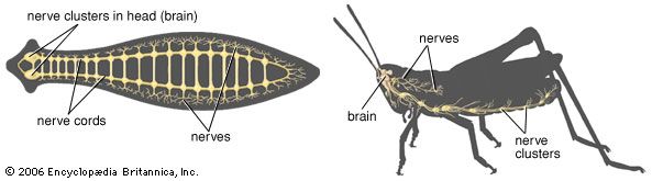 invertebrate: nervous system