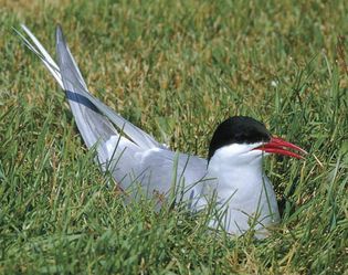 Arctic tern