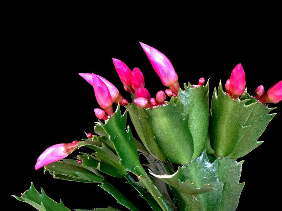 Thanksgiving cactus