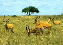 impalas