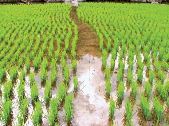 rice cultivation