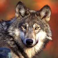 gray wolf. Wolf. Gray wolf (Canis lupus) grey wolf also called timber wolf largest wild member of the dog family (Canidae). Endangered species.