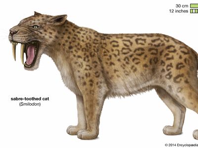 sabre-toothed cat