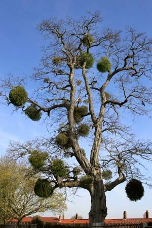 European mistletoe