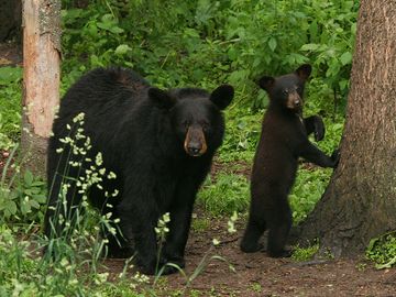 American black bears (Ursus americanus), mother with cub in forest.