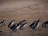 Learn how researchers are using penguins to measure the effects of rising ocean temperatures