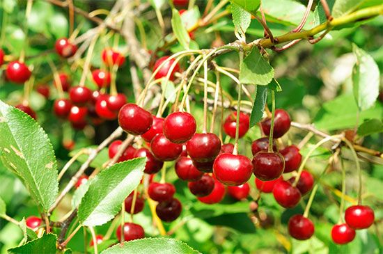 Tart cherries