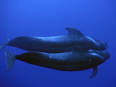 short-finned pilot whale (Globicephala macrorhynchus)