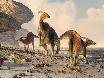 Three parasaurolophus stand on a rock beach. Pterasaurs fly over head and a small mammal watches the dinosaurs as they meander along the water's edge.