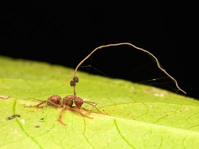 zombie-ant fungus