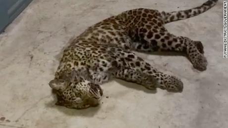 Authorities in Hangzhou&#39;s Fuyang district posted a video of a partially-sedated juvenile leopard after it was captured on May 8, 2021, having escaped a week earlier from a safari park in the eastern Chinese city.