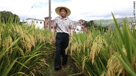 GUANYANG, CHINA - AUGUST 05: Renowned agronomist Yuan Longping, known as the &#39;father of hybrid rice&#39;, visits a field of super hybrid rice at Liande village on August 5, 2017 in Guanyang County, Guilin City, Guangxi Zhuang Autonomous Region of China. (Photo by VCG/VCG via Getty Images)