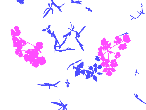 Sample annotation mask from Carrot-Weed