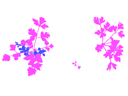 Sample annotation mask from Carrot-Weed